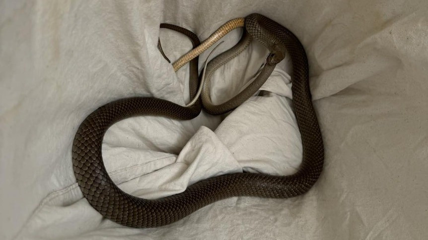 Theo nghiên cứu mới công bố, ngoài việc phổ biến ở loài rắn, tập tính ăn thịt đồng loại đã tiến hóa độc lập ở các dòng dõi và khu vực khác nhau, dựa trên việc tổng hợp nhiều báo cáo để giải thích hành vi này. Ảnh: Snake Catchers Adelaide.