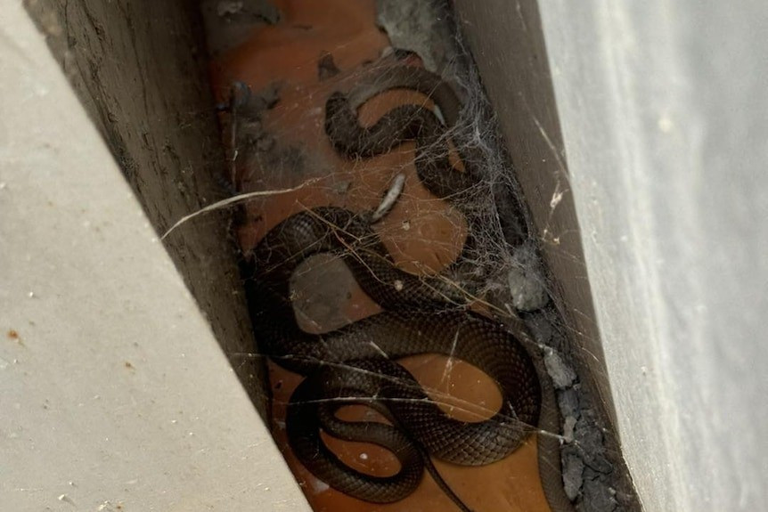 Nhóm nghiên cứu đã thu thập 503 trường hợp ăn thịt đồng loại được báo cáo ở 207 loài rắn. Các báo cáo trải rộng trên nhiều loài rắn khác nhau cũng như ở nhiều châu lục trên thế giới, bao gồm cả các báo cáo về rắn trong tự nhiên và trong điều kiện nuôi nhốt. Ảnh: Snake Catchers Adelaide.