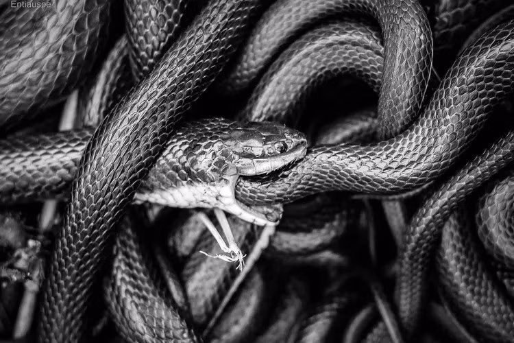 Ăn thịt đồng loại của rắn xảy ra trong nhiều bối cảnh khác nhau. Các nhà nghiên cứu cho hay nhìn chung, ăn thịt đồng loại là phổ biến và dường như xuất hiện lặp đi lặp lại vì nó có lợi cho rắn trong những tình huống mà chúng cần phải lựa chọn thức ăn một cách tùy cơ ứng biến. Ảnh: Omar Entiauspe-Neto.