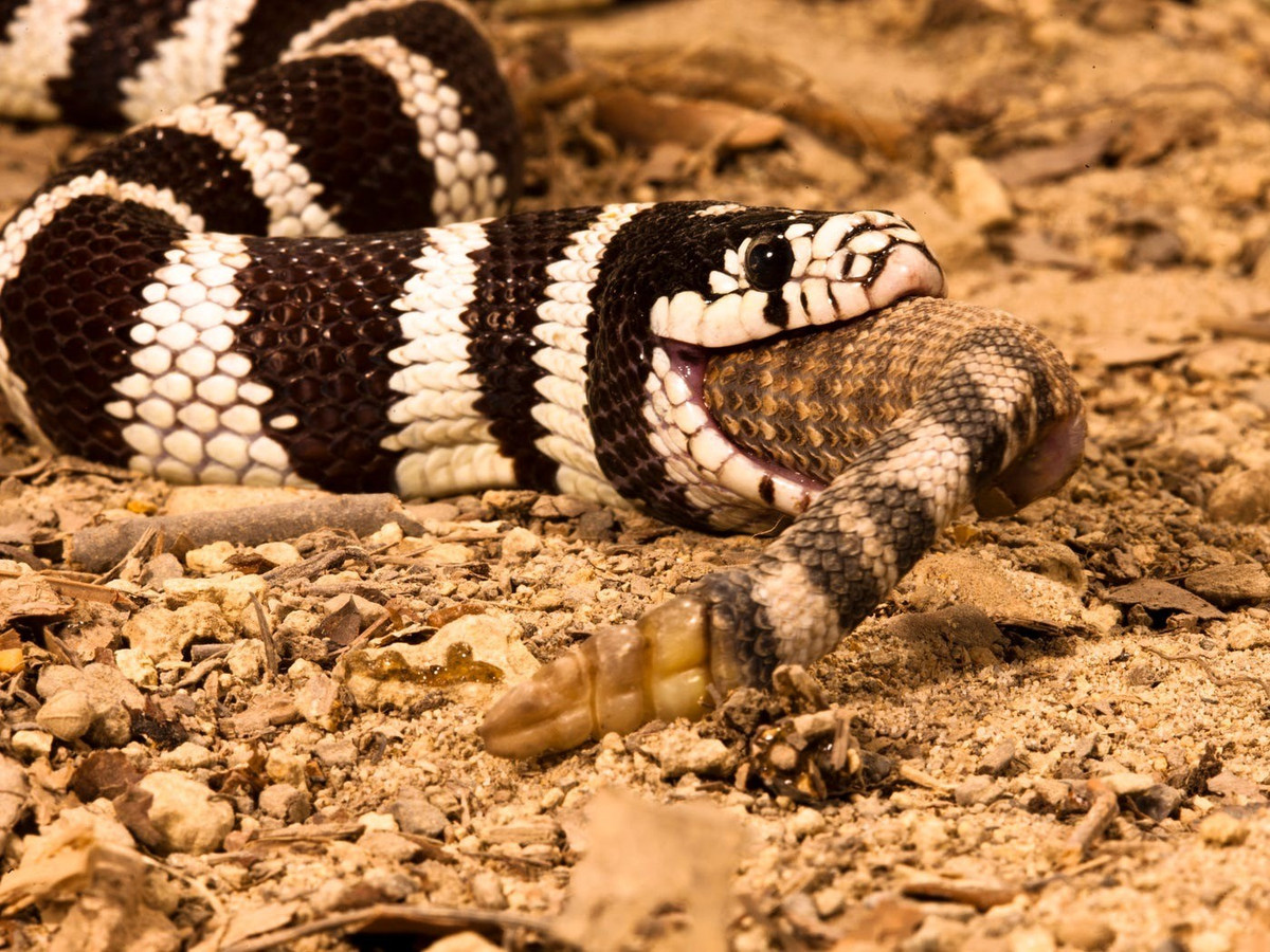 Nhà sinh vật học Xavier Glaudas - người không tham gia vào nghiên cứu trên cho hay ăn thịt đồng loại phổ biến rộng rãi trong thế giới động vật. Hành vi ăn thịt lẫn nhau ở rắn thường chỉ được ghi nhận trong các báo cáo ngắn gọn và riêng lẻ. Ảnh: McDonald Wildlife Photography Inc./Getty Images.