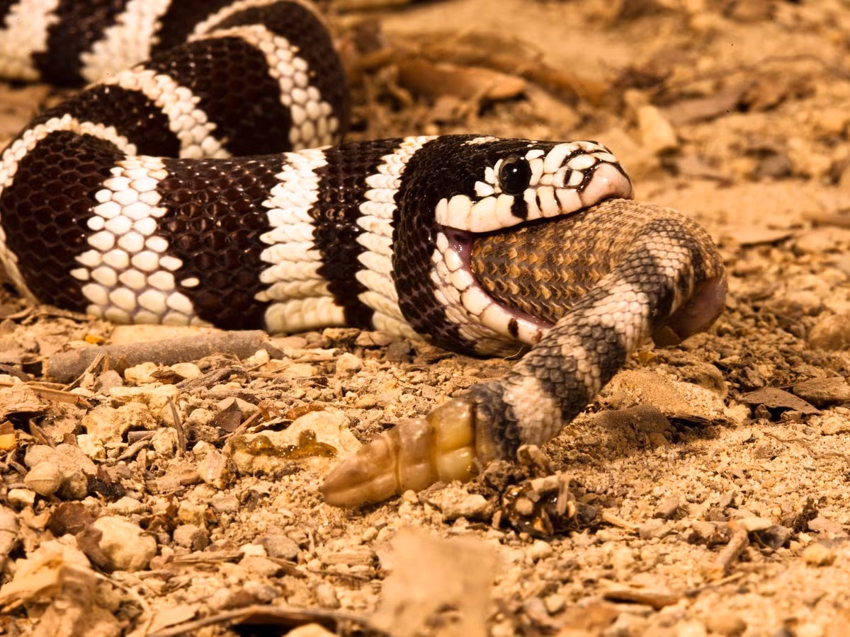 Nhà sinh vật học Xavier Glaudas - người không tham gia vào nghiên cứu trên cho hay ăn thịt đồng loại phổ biến rộng rãi trong thế giới động vật. Hành vi ăn thịt lẫn nhau ở rắn thường chỉ được ghi nhận trong các báo cáo ngắn gọn và riêng lẻ. Ảnh: McDonald Wildlife Photography Inc./Getty Images.