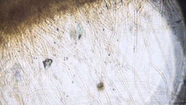 Nhóm chuyên gia tại Đại học Manchester đã thực hiện nghiên cứu nhằm tìm hiểu cách các sinh vật, bao gồm nấm sẽ thay đổi như thế nào khi khí hậu ấm lên. Ảnh: Timesofindia.