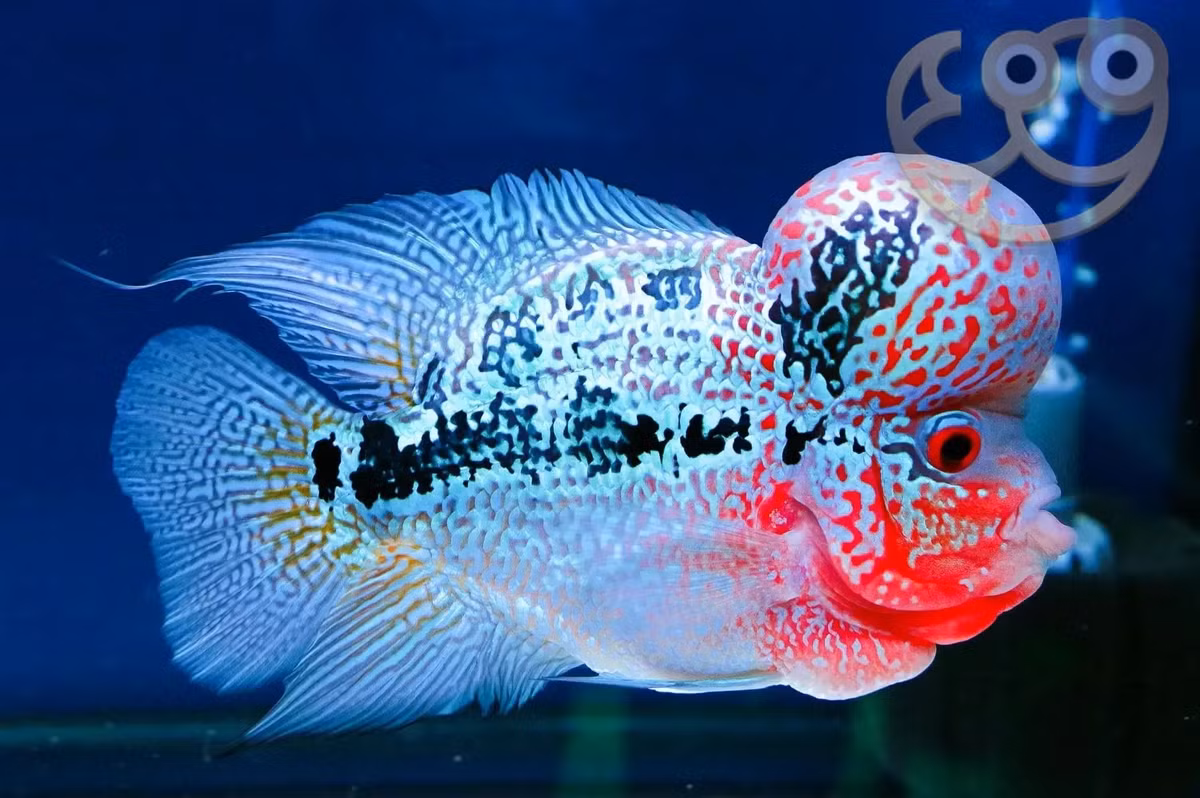 Cá La Hán là loài cá được người dân ở nhiều nước yêu thích, trong đó có Việt Nam. Có tên khoa học là Flower Horn, phần đầu của cá La Hán trông giống như ông thọ. Ảnh: aquadiction.