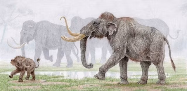 Voi ma mút Columbia đực và cái đều có ngà. Thế nhưng, cá thể đực thường có kích thước lớn hơn đáng kể so với con cái, có thể nặng hơn 10 tấn. Ảnh: esthervanhulsen.com.