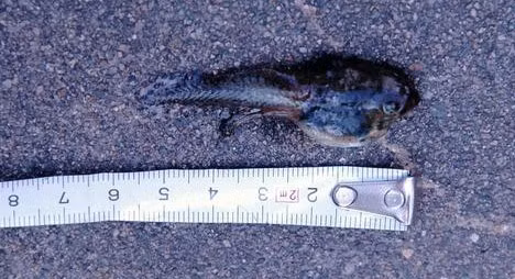 Năm 2009, tỉnh Ishikawa, Nhật Bản là nơi xảy ra những cơn mưa nòng nọc. Hiện tượng kỳ lạ này xảy ra ở một số thành phố trong khu vực trong gần 1 tháng. Người dân phát hiện hàng trăm con nòng nọc rơi từ trên trời xuống và chết trên xe ô tô, nóc nhà... Ảnh: pinktentacle.com.