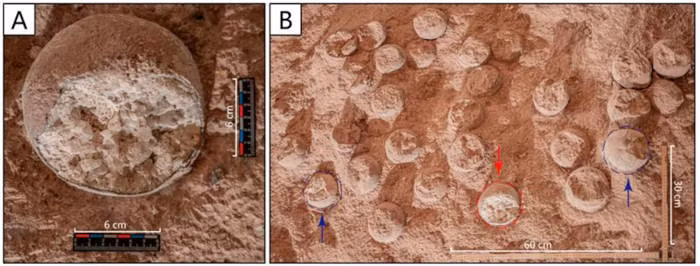 Theo các nhà cổ sinh vật học, những hóa thạch trứng khủng long trên thuộc loài Placoolithus tumiaolingensis, một loài khủng long nhỏ thuộc bộ Neornithischian sống cách đây khoảng 160 triệu năm trong Kỷ Jura. Ảnh: Frontiers in Earth Science.