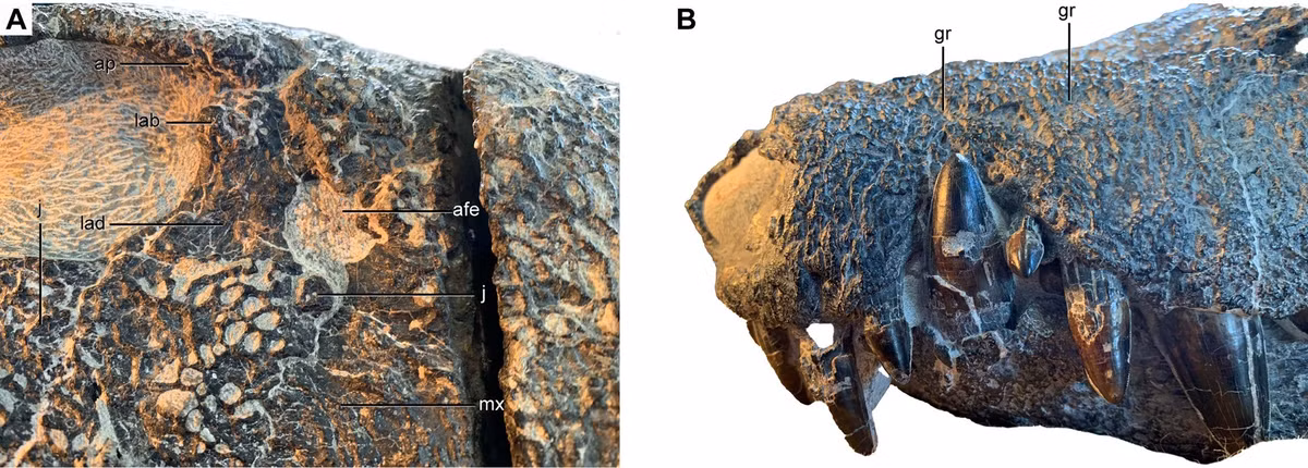 Kostensuchus atrox là một phần của nhóm bò sát được gọi là cá sấu peirosaurid - một họ hàng đã tuyệt chủng của cá sấu còn sống tới ngày nay. Theo nghiên cứu, các hóa thạch mới được phát hiện được bảo quản tốt đến mức Kostensuchus atrox là một trong những mẫu vật cá sấu peirosaurid tốt nhất từng được tìm thấy và là thành viên có kích thước khổng lồ, mõm rộng hoàn chỉnh nhất từng được ghi nhận. Ảnh: PLOS One.