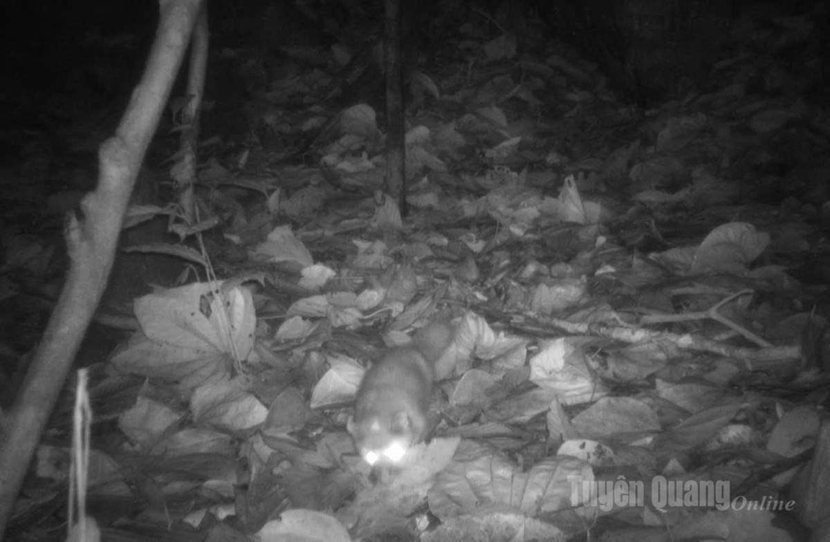 Thời gian qua, lực lượng Kiểm lâm và các ngành, đơn vị chức năng đã đẩy mạnh thực hiện nhiều biện pháp bảo vệ các loài động, thực vật hoang dã quý hiếm ở VQG Du Già - Cao nguyên đá Đồng Văn. Ảnh: Báo Tuyên Quang.