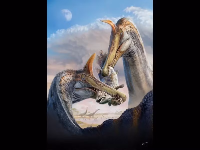 Vị trí lỗ mũi nằm sâu về phía sau trên hộp sọ cho phép nó nhúng phần lớn mõm xuống nước mà vẫn có thể thở. Ảnh: Dani Navarro.