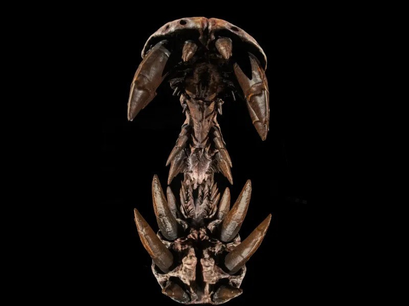 Kết quả phân tích hóa thạch của loài Spinosaurus mirabilis cho thấy chúng có hộp sọ dài giống cá sấu, mõm thuôn dài và hai hàng răng hình nón lớn, không có răng cưa. Khi khép hàm, các răng lồng khít vào nhau, tạo thành một “bẫy cá” hiệu quả, giúp giữ chặt con mồi trơn trượt. Ảnh: Keith Ladzinski.