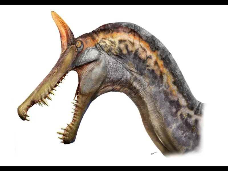 Dù được cấu tạo từ xương đặc, chiếc mào được cho là quá mảnh để sử dụng làm vũ khí. Nhiều khả năng bộ phận này đóng vai trò trong việc thu hút bạn tình, xác lập lãnh thổ hoặc nhận diện cá thể. Ảnh: Dani Navarro.