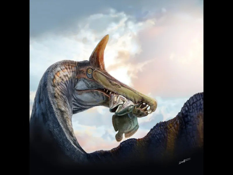 Đặc biệt, Spinosaurus mirabilis có chiếc mào xương trên đầu, cao khoảng 50 cm và có hình dạng giống thanh kiếm cong (scimitar). Theo các nhà nghiên cứu, chiếc mào này có thể được bao phủ bởi lớp keratin - tương tự sừng động vật và có khả năng mang màu sắc sặc sỡ. Ảnh: Dani Navarro.