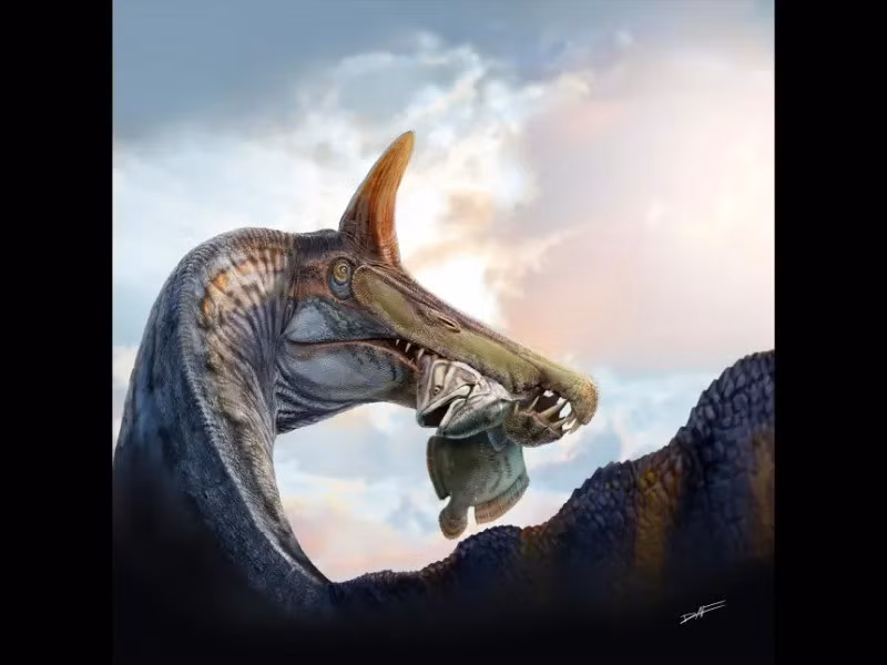 Đặc biệt, Spinosaurus mirabilis có chiếc mào xương trên đầu, cao khoảng 50 cm và có hình dạng giống thanh kiếm cong (scimitar). Theo các nhà nghiên cứu, chiếc mào này có thể được bao phủ bởi lớp keratin - tương tự sừng động vật và có khả năng mang màu sắc sặc sỡ. Ảnh: Dani Navarro.