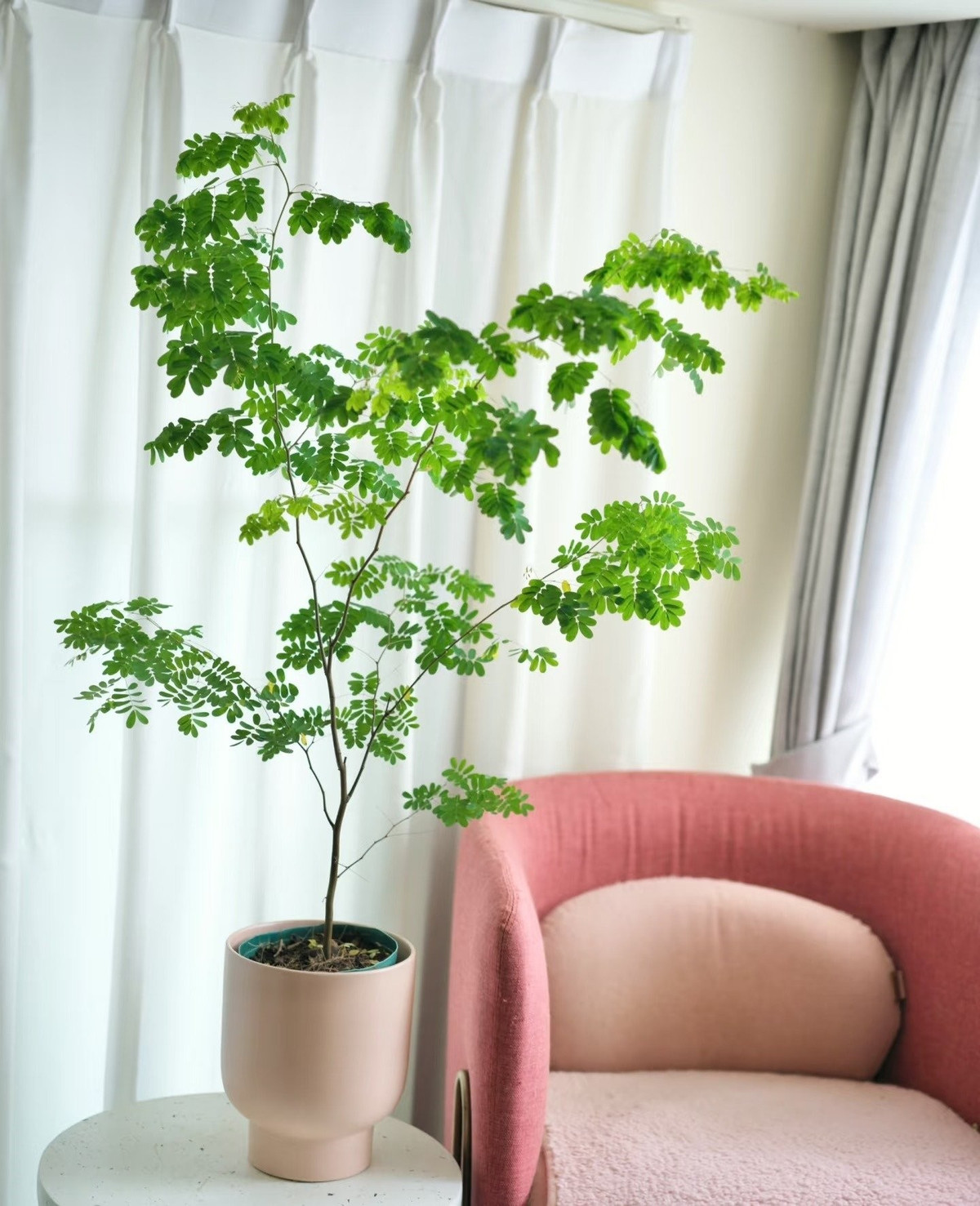 Không chỉ đẹp, cây còn có khả năng thanh lọc không khí, hấp thụ formaldehyde, benzen và khói thuốc, giúp không gian trong lành hơn.