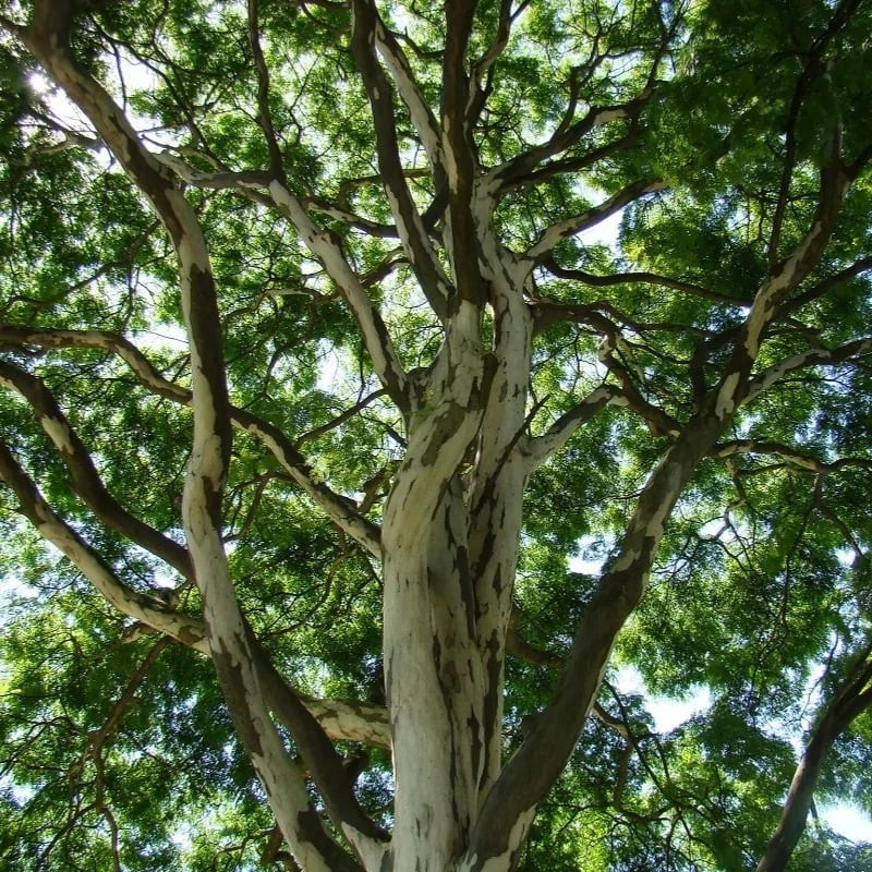 Nếu bạn muốn tìm một loại cây cảnh vừa đẹp, vừa dễ trồng, gỗ lim Brazil – hay điệp vàng – chính là lựa chọn hoàn hảo.