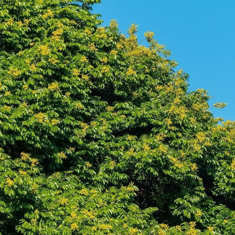 Ở Việt Nam, cây được gọi là điệp vàng bởi hoa rực rỡ như đàn bướm vàng bay trong gió. Trên thế giới, nó còn được gọi là ironwood hay leopard tree.