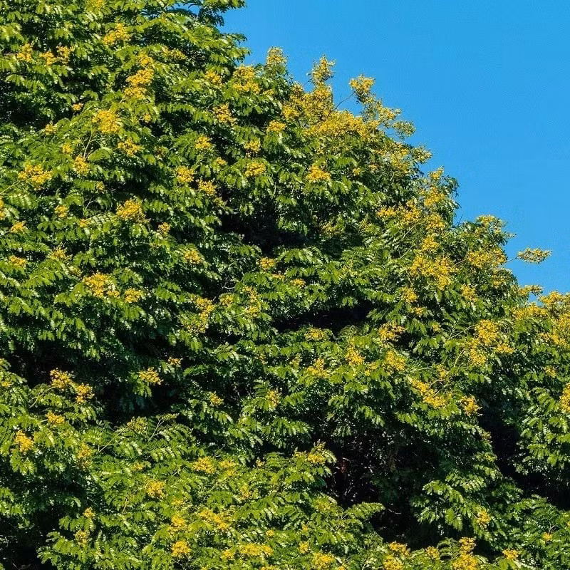 Ở Việt Nam, cây được gọi là điệp vàng bởi hoa rực rỡ như đàn bướm vàng bay trong gió. Trên thế giới, nó còn được gọi là ironwood hay leopard tree.