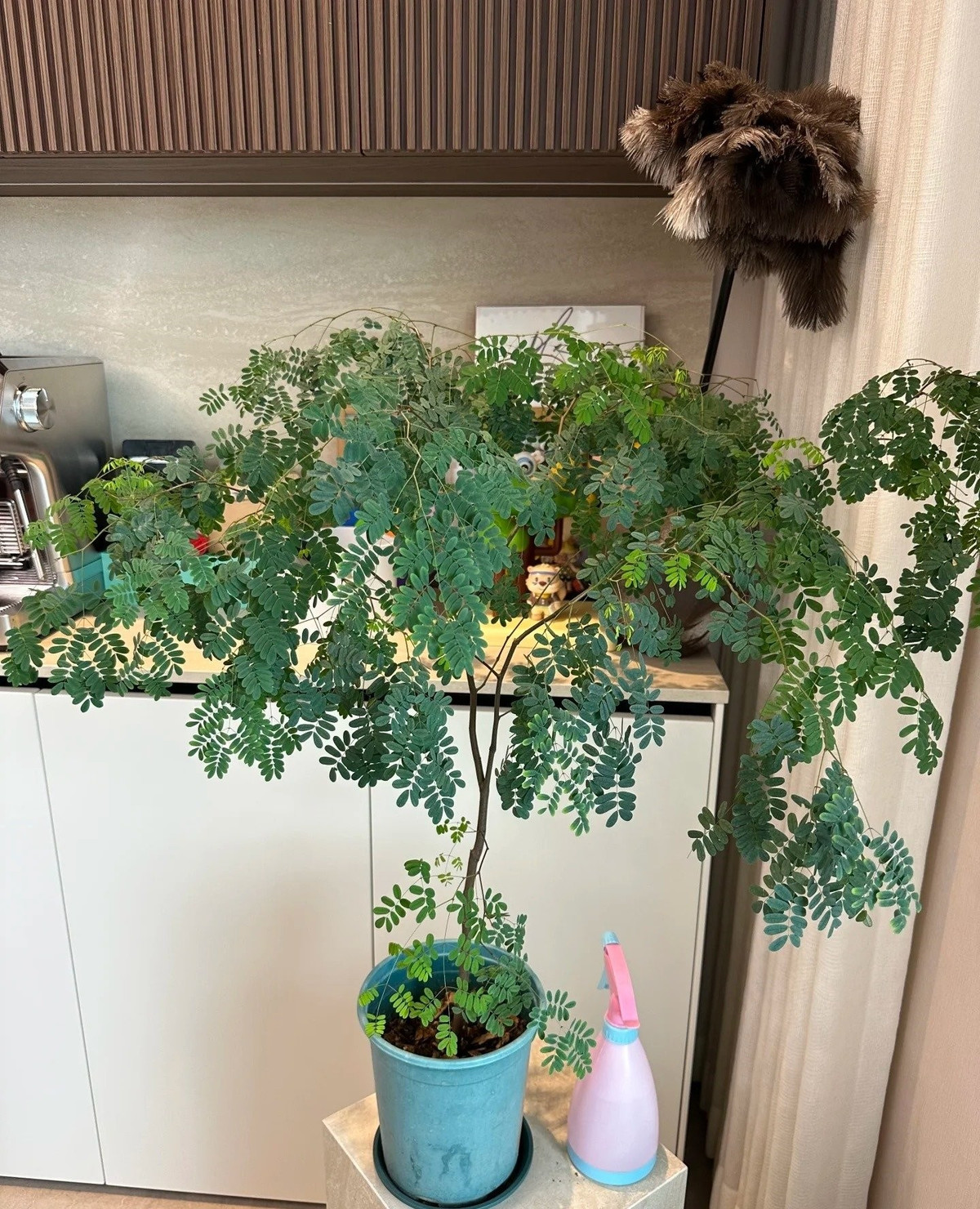 Người Brazil coi đây là “máy lọc không khí tự nhiên”, còn các thầy phong thủy tin rằng cây giúp trấn trạch, hút năng lượng tích cực.