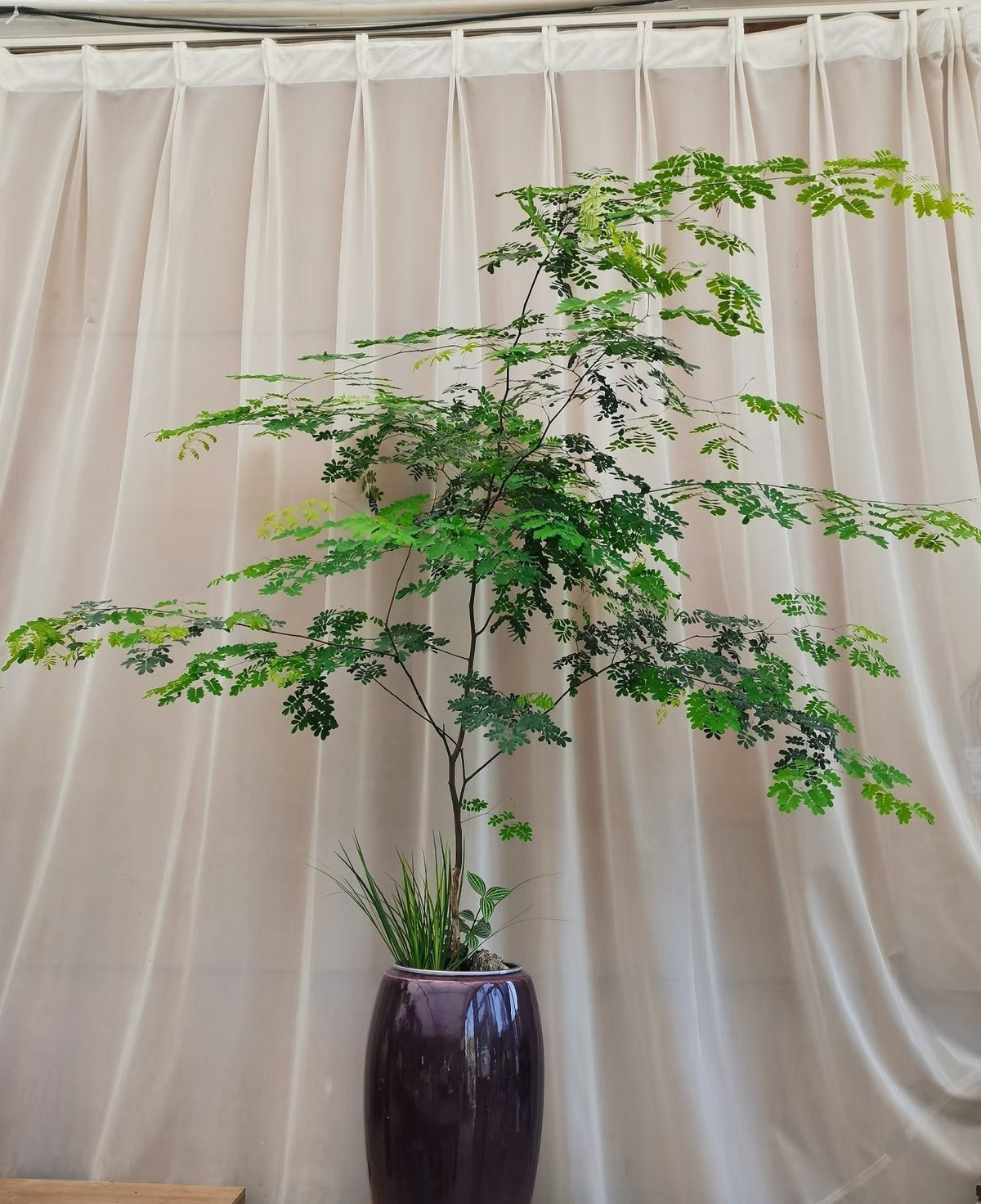 Cây thường xanh quanh năm, không rụng lá, tượng trưng cho sự may mắn, bền vững và thịnh vượng.