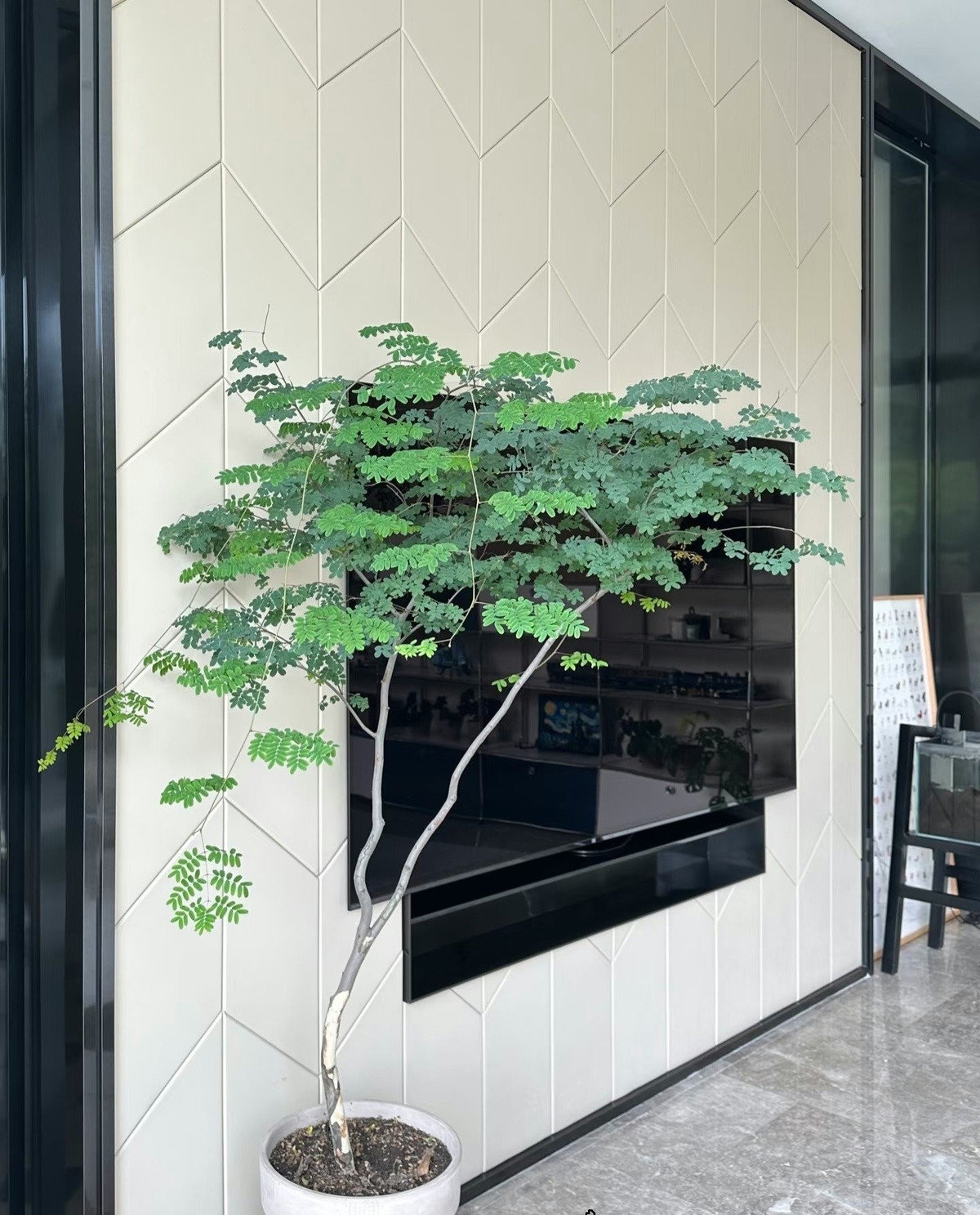 Cây chịu nắng, chịu nhiệt tốt, chỉ cần giữ trên 5 độ C vào mùa đông là phát triển khỏe mạnh. Có thể cắt tỉa để tạo dáng mong muốn.