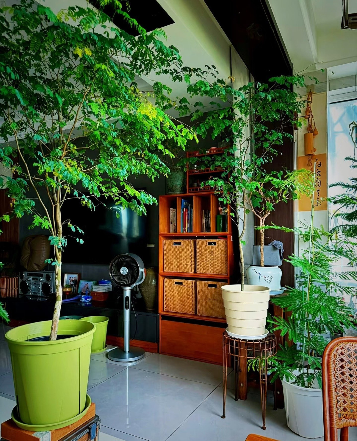 Tuy nhiên, nhiều loại cây cảnh đẹp, hợp phong thủy như kim ngân hay bàng Singapore lại khó chăm sóc, dễ héo úa khiến nhiều người ngại trồng.