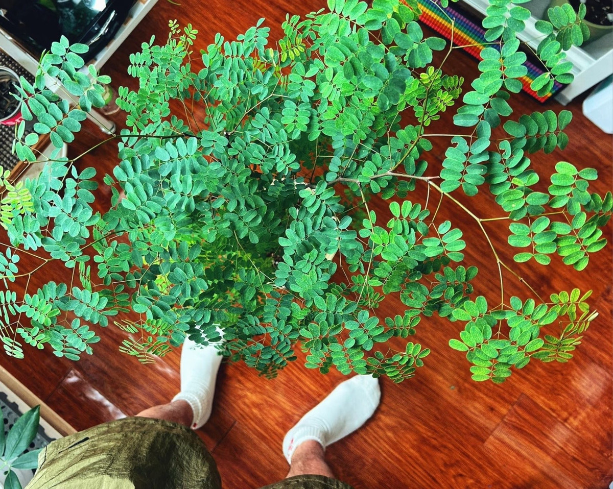 Chỉ một chậu gỗ lim Brazil cũng đủ biến căn nhà thuê thành một góc rừng nhiệt đới nhỏ, vừa để ngắm, vừa lọc khí, vừa rước may mắn.