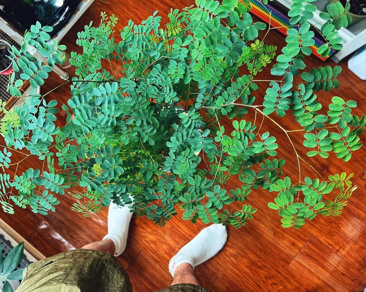 Chỉ một chậu gỗ lim Brazil cũng đủ biến căn nhà thuê thành một góc rừng nhiệt đới nhỏ, vừa để ngắm, vừa lọc khí, vừa rước may mắn.