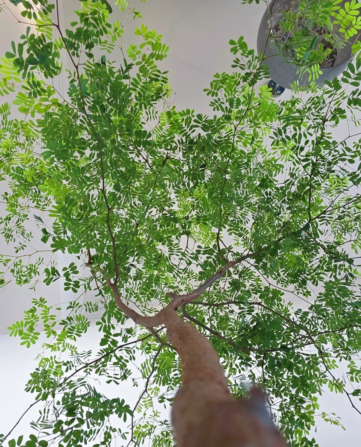 Cây cảnh không chỉ tạo mảng xanh yên tĩnh mà còn thổi hồn vào ngôi nhà, mang lại sức sống và sự mềm mại cho không gian sống.