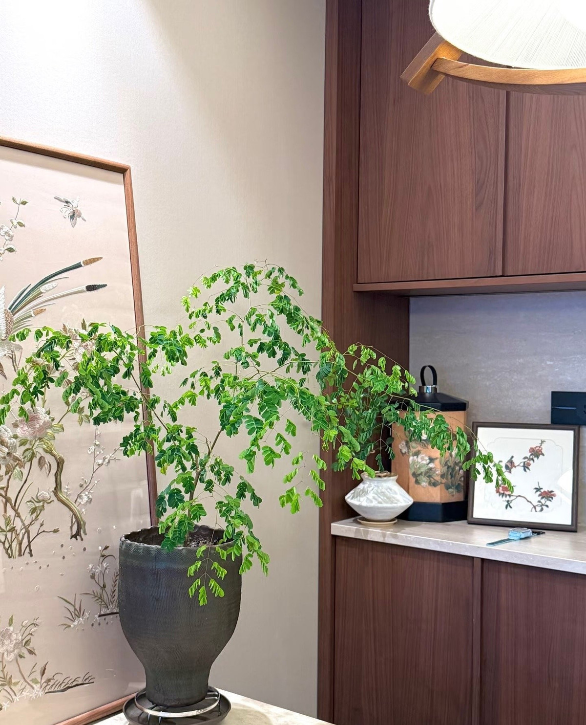 Gỗ lim Brazil thuộc loại cây thường xanh, cao từ 8–15m ngoài tự nhiên, khi trồng trong chậu sẽ có dáng thanh thoát và dễ chăm sóc.