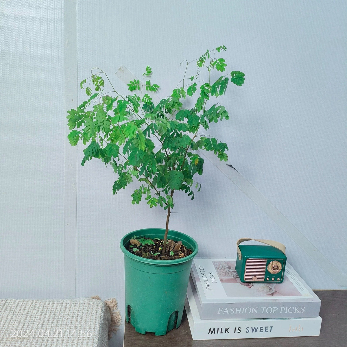 Điểm đặc biệt của cây là lá xòe ra vào ban ngày, khép lại ban đêm như "sống cùng nhịp thở con người", tạo cảm giác gần gũi.