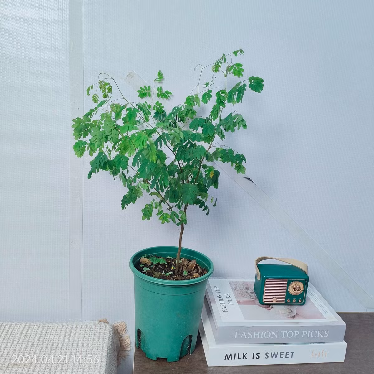 Điểm đặc biệt của cây là lá xòe ra vào ban ngày, khép lại ban đêm như "sống cùng nhịp thở con người", tạo cảm giác gần gũi.