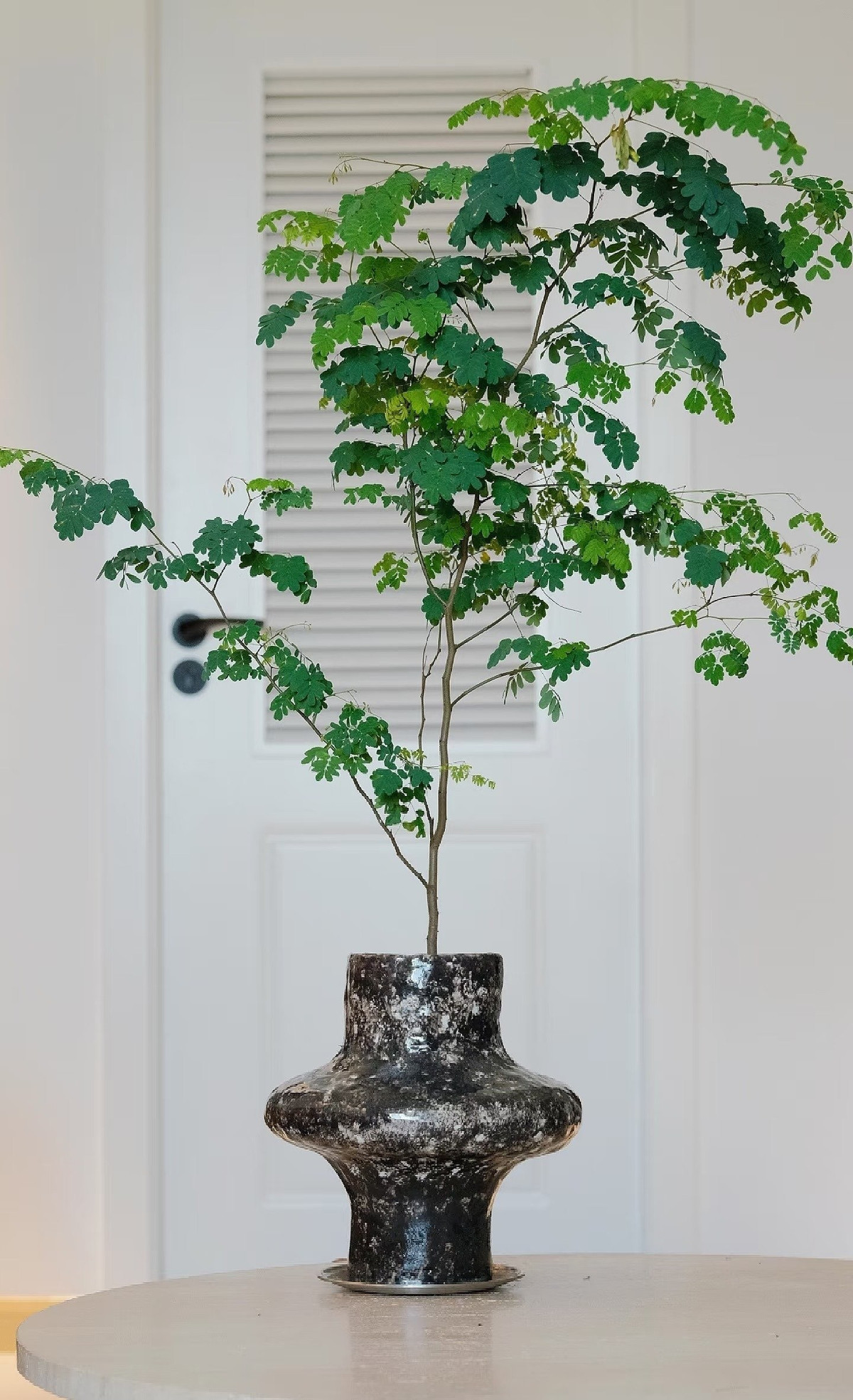 Cách trồng cũng đơn giản: dùng chậu gốm hoặc nhựa, đất tơi xốp thoát nước tốt, đặt nơi có ánh sáng khuếch tán, tưới khi đất khô.