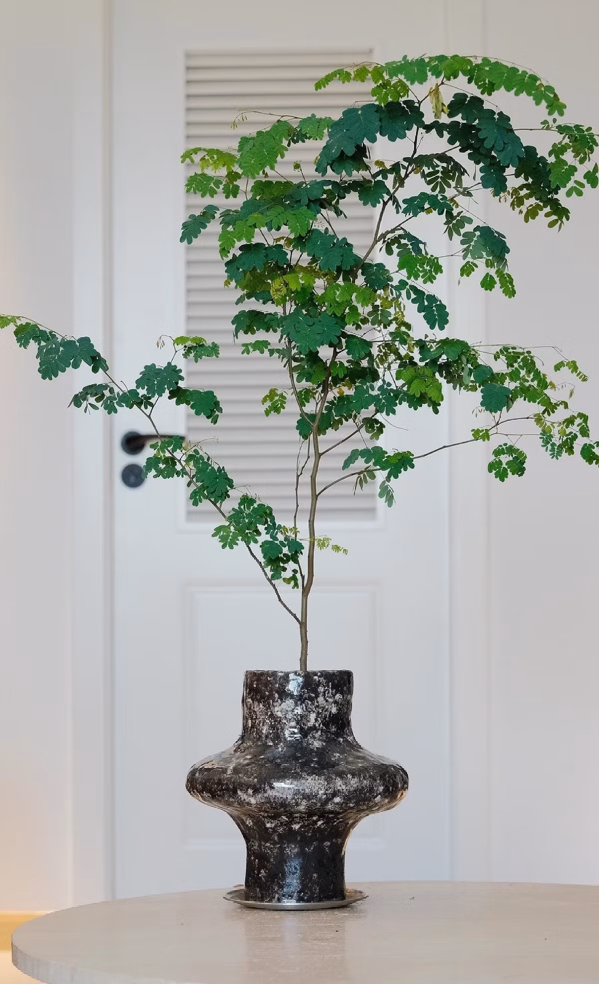 Cách trồng cũng đơn giản: dùng chậu gốm hoặc nhựa, đất tơi xốp thoát nước tốt, đặt nơi có ánh sáng khuếch tán, tưới khi đất khô.