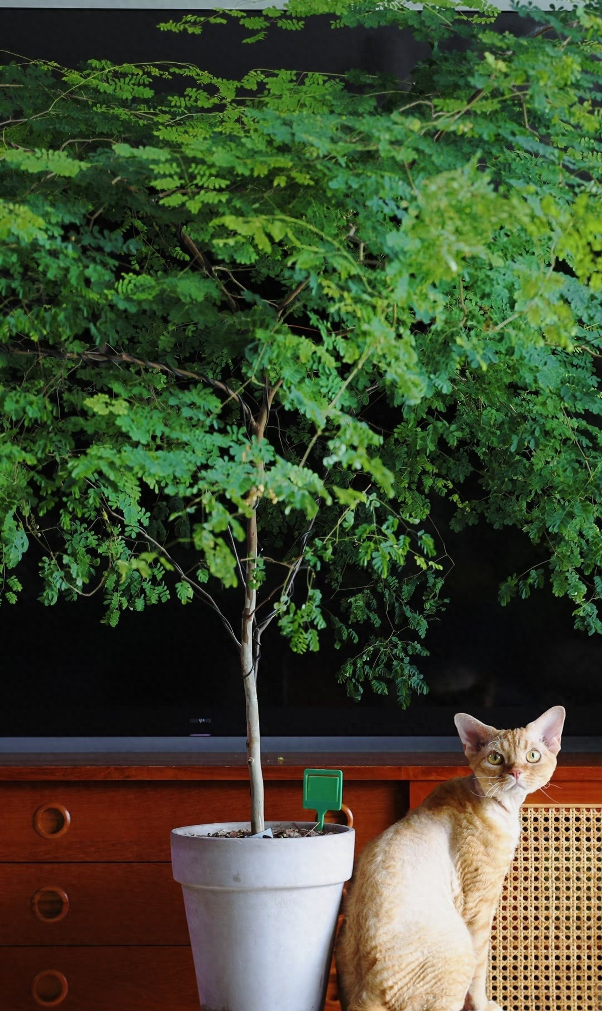 Ưu điểm lớn là cực kỳ dễ chăm sóc. Dù quên tưới nước vài ngày cây vẫn sống khỏe, ít sâu bệnh, không cần nhiều phân bón.