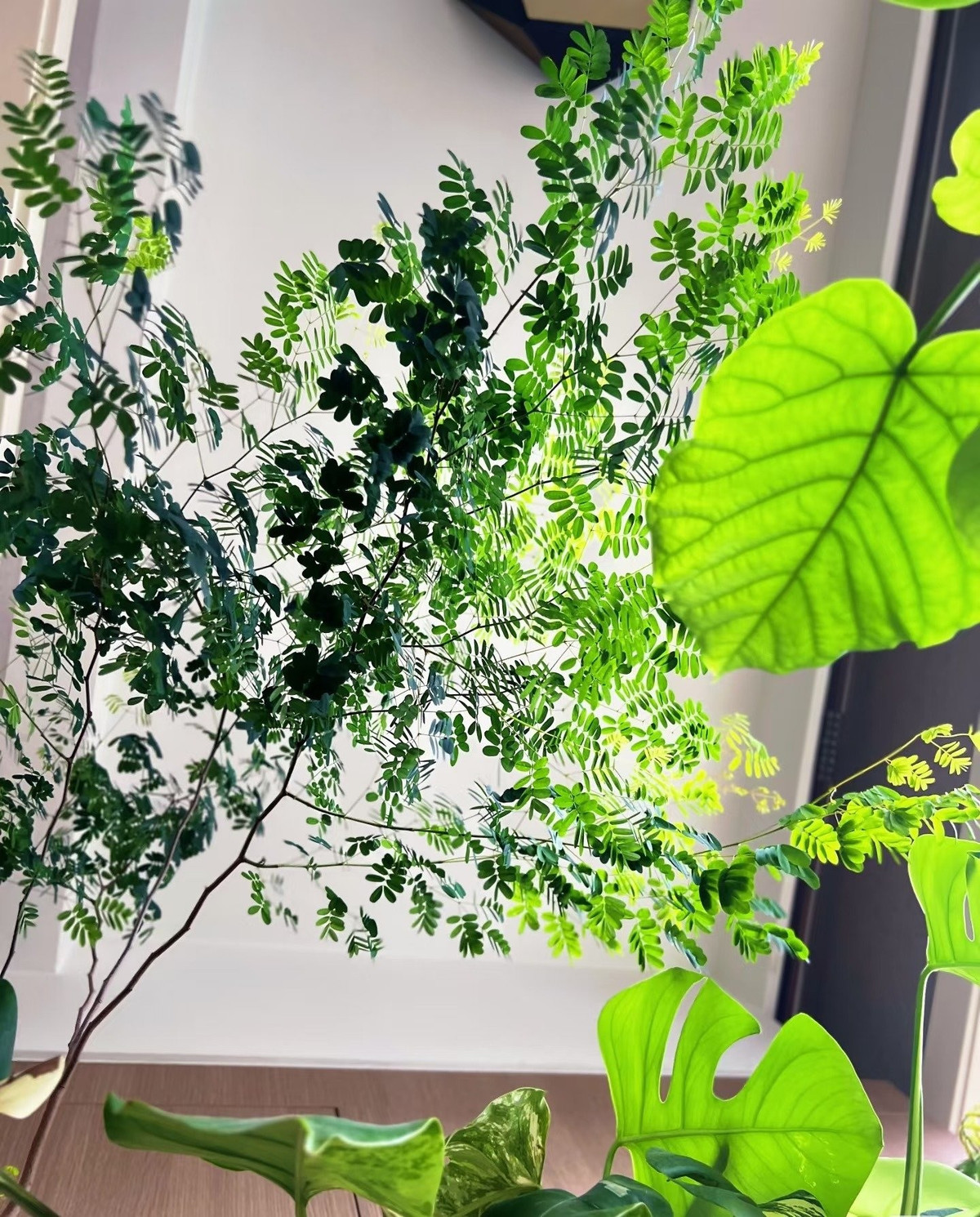 Cây có lá kép mỏng manh, thân thẳng đứng với lớp vỏ loang lổ như da báo, tạo ấn tượng độc đáo và khác biệt.