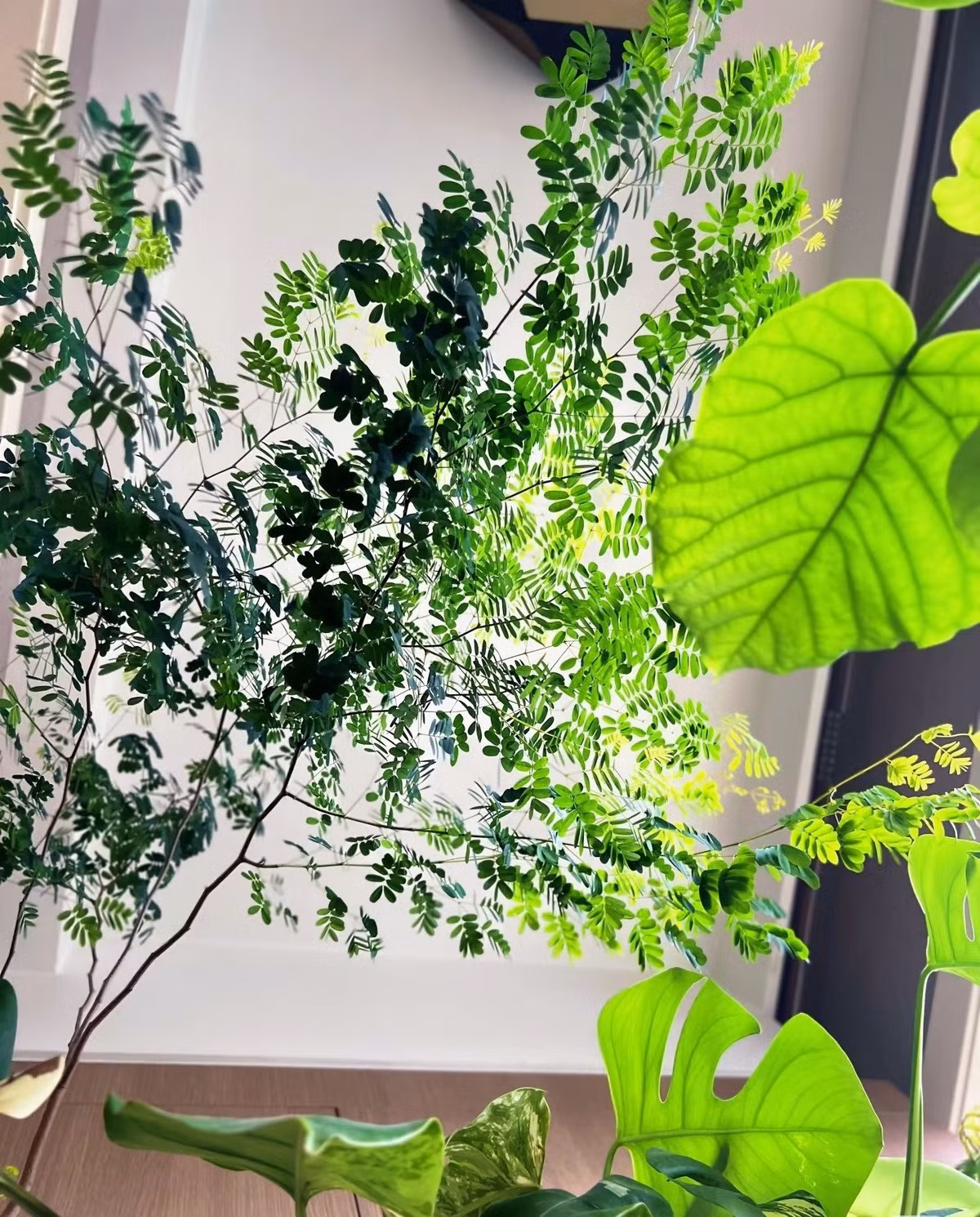 Cây có lá kép mỏng manh, thân thẳng đứng với lớp vỏ loang lổ như da báo, tạo ấn tượng độc đáo và khác biệt.