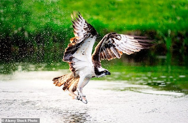 Theo anh Jonathan, con chim ưng biển có thể đã săn được con cá mập non ở vùng biển gần đó. Con chim ưng biển có thể đã cắp chặt con mồi và bay đi xa ít nhất 800m trước khi bị quạ tấn công và để mất con mồi. Ảnh: Alamy Stock Photo.