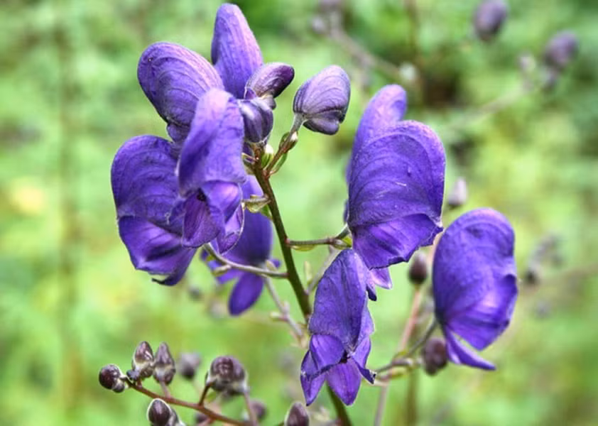 Cây phụ tử chủ yếu có nguồn gốc từ vùng núi ở phía Bắc bán cầu, xuất hiện nhiều nhất là trong những vùng đất ẩm ướt hay những vùng cỏ nơi đồi núi.