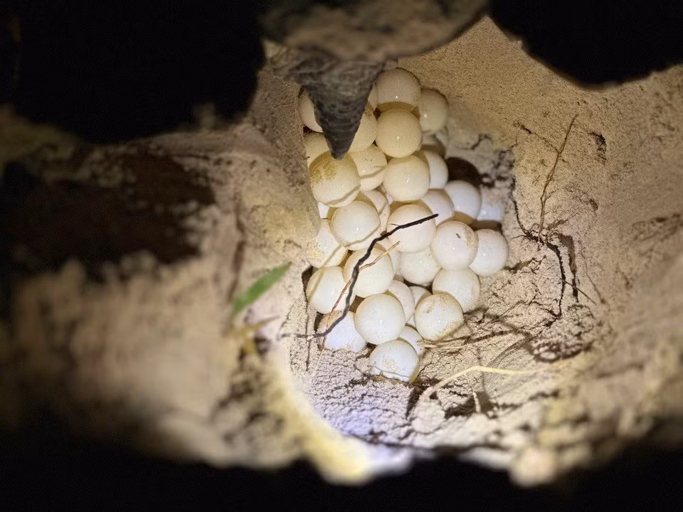 Trước đó, một số cá thể rùa quý hiếm được ghi nhận lên các bãi biển của Việt Nam để đẻ trứng. Cụ thể, vào 21h30 ngày 1/6/2025, rùa mẹ quốc tịch Philippines lên bãi cát Hòn Bảy Cạnh (Côn Đảo) làm tổ lần 2 và đẻ 88 trứng. Ảnh: znews.