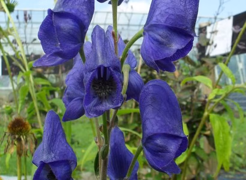 Tuy có độc tính rất mạnh nhưng cây phụ tử vẫn được trồng và lấy rễ để dùng làm thuốc.