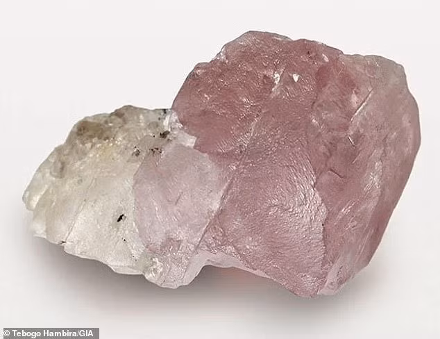 "Phần màu hồng có thể ban đầu không màu, sau đó biến dạng do một sự kiện tạo núi cách đây hàng triệu năm, dẫn đến hình thành màu hồng ở một nửa trước và nửa còn lại không màu hình thành sau", quản lý Sally chia sẻ. Ảnh: Tebogo Hambira/GIA.