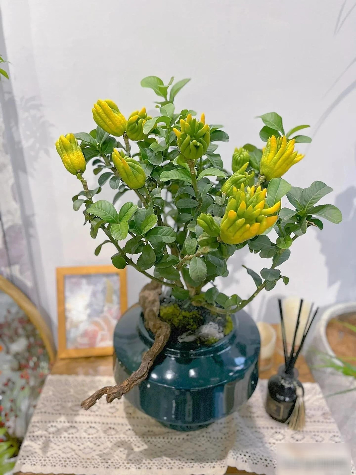 Phật thủ là loại cây cảnh có quả kỳ dị, vàng óng, được rất nhiều người yêu thích, đặc biệt vào dịp Tết Nguyên đán để trưng bày trong nhà, cầu may mắn và tài lộc.