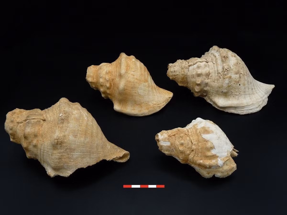 Theo nghiên cứu của các nhà nghiên cứu thuộc Đại học Barcelona (Tây Ban Nha), kết quả phân tích của 12 vỏ sò khổng lồ thuộc loài Charonia lampas cho thấy chúng có thể là những chiếc "kèn" cổ xưa.