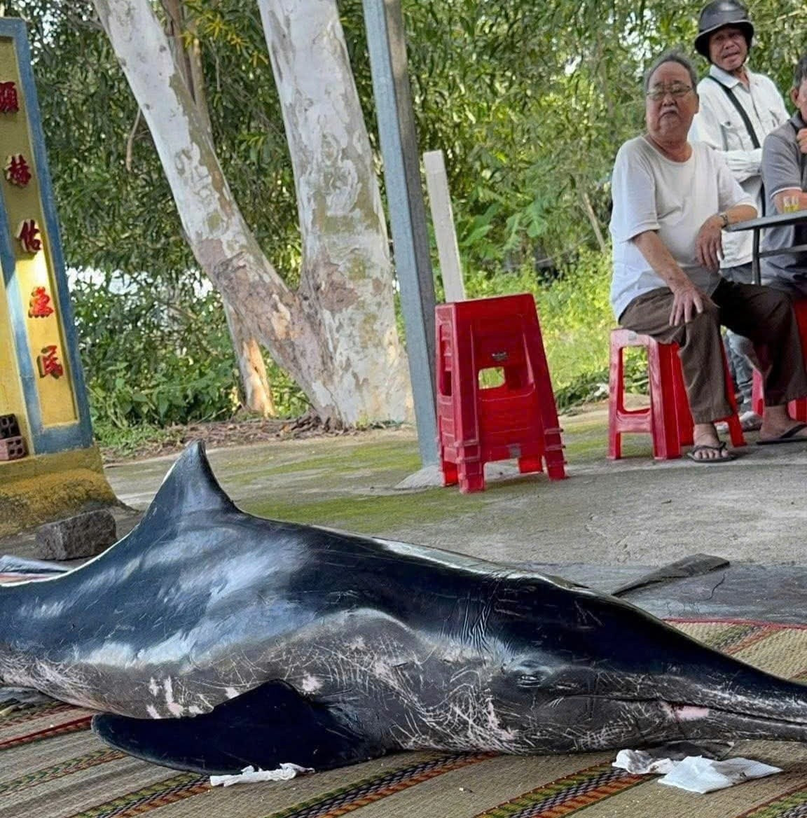 Một con cá Ông dài khoảng 2m, nặng 100 kg bất ngờ trôi dạt vào bờ biển gần khu vực thôn Hiệp Mỹ, xã Nam Cam Ranh (Khánh Hòa) vào ngày 13/11/2025. Vào thời điểm phát hiện, con vật vẫn còn sống nhưng rất yếu, không thể tự bơi mà trôi theo con sóng. Sau khi bàn bạc, mọi người quyết định đưa cá về lăng Ông ở thôn để trông coi. Ảnh: Người dân cung cấp/Dân Việt.