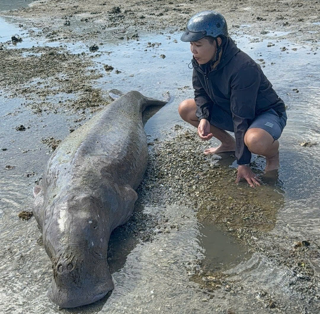 Một cá thể bò biển (Dugong) quý hiếm, thường được mệnh danh là “nàng tiên cá”, được người dân tại đặc khu Côn Đảo phát hiện trôi dạt vào bờ ngày 19/8/2025. Con vật có chiều dài khoảng 3m, nặng gần 300 kg. Nó trôi dạt vào vịnh Côn Sơn trong tình trạng kiệt sức và sau đó đã chết. Ảnh: Đặng Lâm/Vietnamnet.