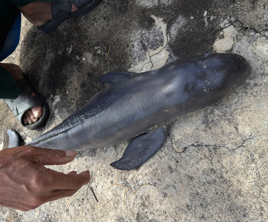 Ngày 14/3/2026, một số ngư dân xã Phù Mỹ Đông, tỉnh Gia Lai phát hiện xác cá voi con (còn được gọi là cá Ông, Ông Nam Hải, thần Nam Hải) dài khoảng 0,5 m, nặng gần 7 kg trôi dạt vào bờ. Nghi lễ chôn cất cá voi được tổ chức trang nghiêm với sự tham gia của nhiều người dân địa phương. Ảnh: Nguyễn Xin/Gia Lai Online.