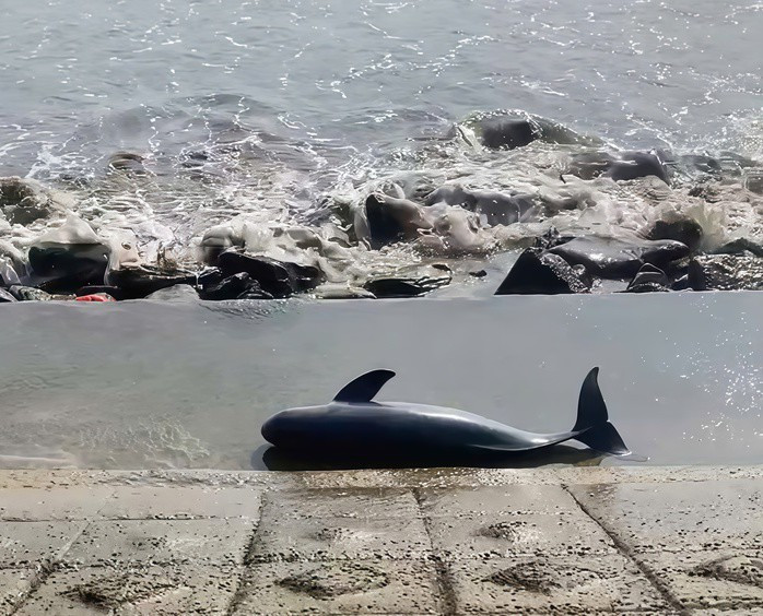 Người dân xã Hòa Trạch (tỉnh Quảng Trị) đã phát hiện một xác cá voi trôi dạt vào bờ biển địa phương này trong tình trạng đang phân hủy hôm 12/1/2026. Con cá voi nặng khoảng 40 kg đã được chính quyền địa phương và người dân chôn cất theo đúng phong tục tập quán của cư dân vùng biển. Ảnh: Người lao động.