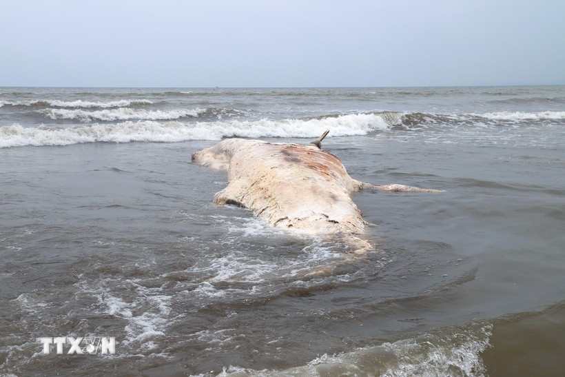 Trước đó, vào trưa ngày 20/3/2026, xác một con cá voi nặng gần 7 tấn, dài hơn 8m, đang trong quá trình phân hủy, đã trôi dạt vào bờ biển xóm Phú Thành, cách khu du lịch Hòn Câu, tỉnh Nghệ An khoảng hơn 1 km. Sau khi phát hiện, đại diện chính quyền địa phương cùng các ban, ngành, đoàn thể đã có mặt tại hiện trường, phối hợp với ngư dân lên phương án xử lý, chôn cất xác cá voi theo phong tục địa phương, bảo đảm vệ sinh môi trường biển. Ảnh: Xuân Tiến/TTXVN.