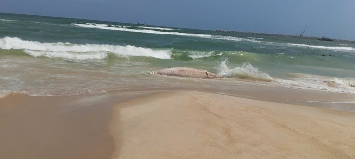 Vào ngày 8/2/2026, người dân ở xã Mỹ Thủy, tỉnh Quảng Trị phát hiện một xác cá voi trôi dạt vào bờ biển thôn Mỹ Thủy. Qua kiểm tra, lực lượng chức năng xác định đây là xác cá voi nặng khoảng 1 tấn, đang trong quá trình phân hủy. Ảnh: Người lao động.