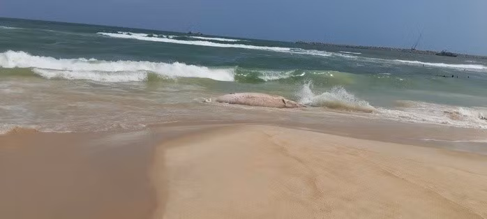 Vào ngày 8/2/2026, người dân ở xã Mỹ Thủy, tỉnh Quảng Trị phát hiện một xác cá voi trôi dạt vào bờ biển thôn Mỹ Thủy. Qua kiểm tra, lực lượng chức năng xác định đây là xác cá voi nặng khoảng 1 tấn, đang trong quá trình phân hủy. Ảnh: Người lao động.